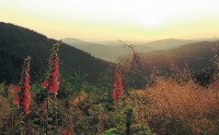 /album/fotogalerij/sauerland-heide-jpg/